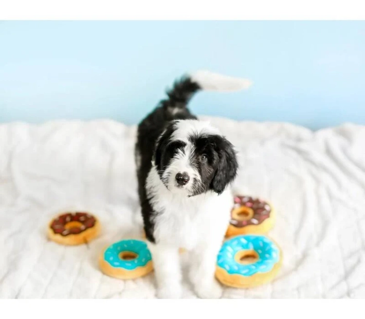 101buldogow-donut-czekoladowy.webp